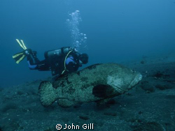 snapped this image of my buddy with a fair sized cod(?) a... by John Gill 